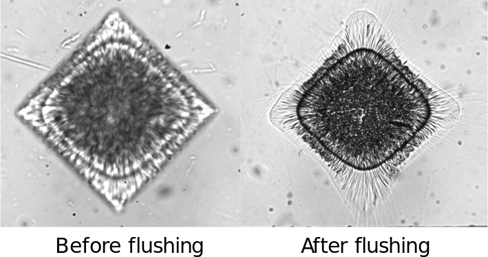 flushing comparison